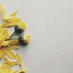 Bright yellow petals scattered on a minimalist background, evoking a sense of simplicity and elegance.